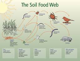 Soil Food Web Nrcs Soils