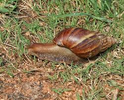Giant African Land Snail Achatina Fulica Animals A Z