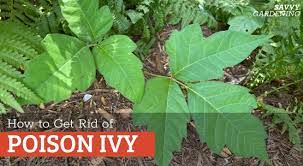 how to get rid of poison ivy plants safely