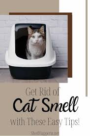 get rid of cat smell for good with