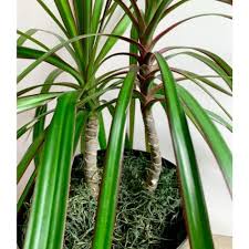 Keep in mind that it's best to do this in the spring—the growing season. How To Care For And Propagate Dracaena Marginata Sprouts And Stems