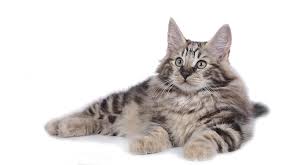 A heart murmur in cats does not necessarily. Norwegian Forest Cat Lifespan And Health Blessed With Good Genes