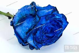 blue rose with water drops on petals