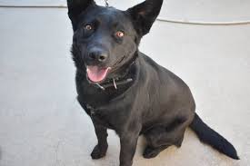 It was at this time that initiatives were taken by gamblers as well as dog enthusiasts to cross the bull dogs with certain terriers so that the resultant breed. 8 Gorgeous Australian Kelpie Mix Breeds You Ll Want As Your Next Companion Healthy Homemade Dog Treats