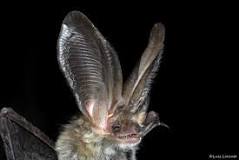 Image result for bats in spain