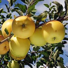 Buy Dorsett Golden Apple Tree Plants