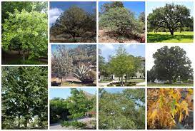 16 types of oak trees in texas white