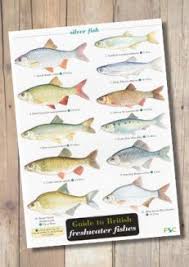 Freshwater Fish Laminated Id Chart