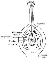 parts of a typical angio ovule
