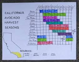 California Avocado Harvest Chart Greg Alders Yard Posts