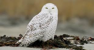 Snowy Owl Life History All About Birds Cornell Lab Of