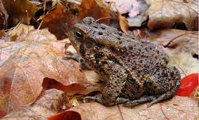 how do frogs toads spend the winter