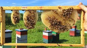 honeybees are skilled architects new