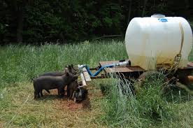 pastured pigs a primer ecofarming