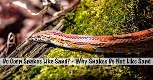 Do Corn Snakes Like Sand Why Snakes