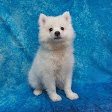 american eskimo puppy white id 1718