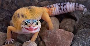 leopard gecko smiles