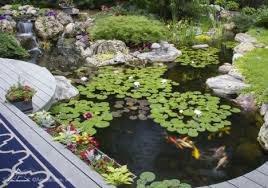 Image result for water plant ideas