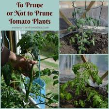 to prune or not to prune tomato plants