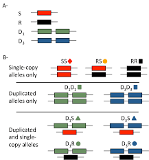 ace 1 alleles and resulting genotypes
