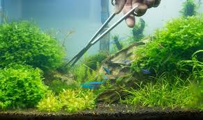 12 best aquarium plant fertilizers