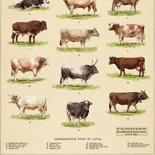 Vintage Style Cow Chart Historygear