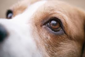 canine cataracts vet in palm city
