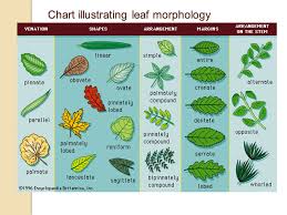 Leaf Morphology Ppt Video Online Download