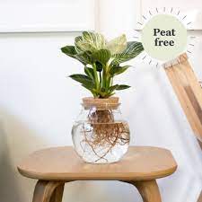 Indoor Plants Plants Made Easy