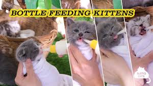 4 видео 1 просмотр обновлен 25 мар. Cute Baby Cat Drinking Milk From Feeding Bottle Bottle Feeding Kitten Sumo Cats Youtube