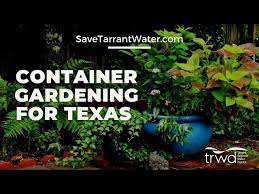 Container Gardening For North Texas