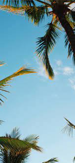 Aesthetic Palm Tree Wallpapers - Top ...