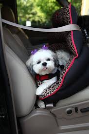 Rear Facing Small Dog Car Seat