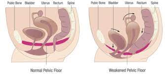 your pelvic floor after birth