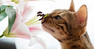 12 Poisonous Plants For Cats Keep