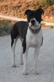 Browse ads from reputable breeders. American Staffordshire Terrier Dog Breed Pictures 2