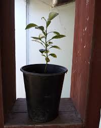 growing citrus seeds under the solano