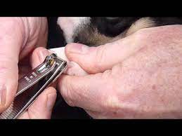 how to trim clip puppy dog s toenails