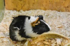 can guinea pigs from a dirty cage