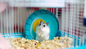 our 5 best hamster cages of 2020