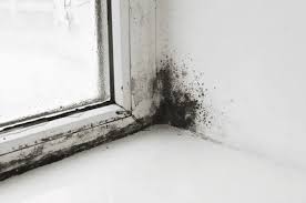 Tips From A Mold Removal Expert How To