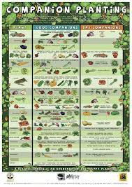 companion planting chart growin crazy