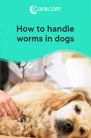 worms in dogs what are the types