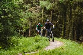 cycling mountain biking forestry