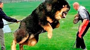 There are more other breeds that have been left out, but we will only cover the top 10 in the list below Top 10 Most Dangerous Dog Breeds In The World Youtube