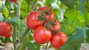how-do-i-get-my-potted-tomato-plant-to-produce-more-fruit