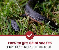 how to get rid of snakes 2022 edition