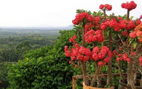 Resultado de imagen para corona de cristo