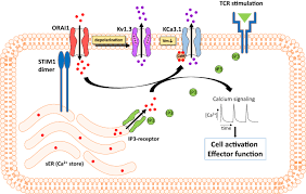 the kv1 3 k channel in the immune