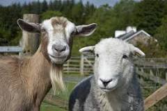 do-sheep-stink-like-goats